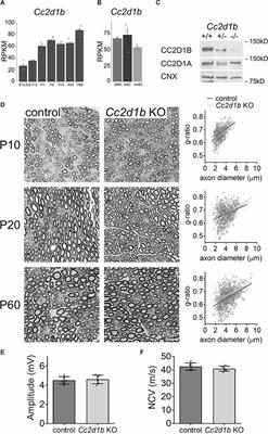 Cc2d1b Contributes to the Regulation of Developmental Myelination in the Central Nervous System